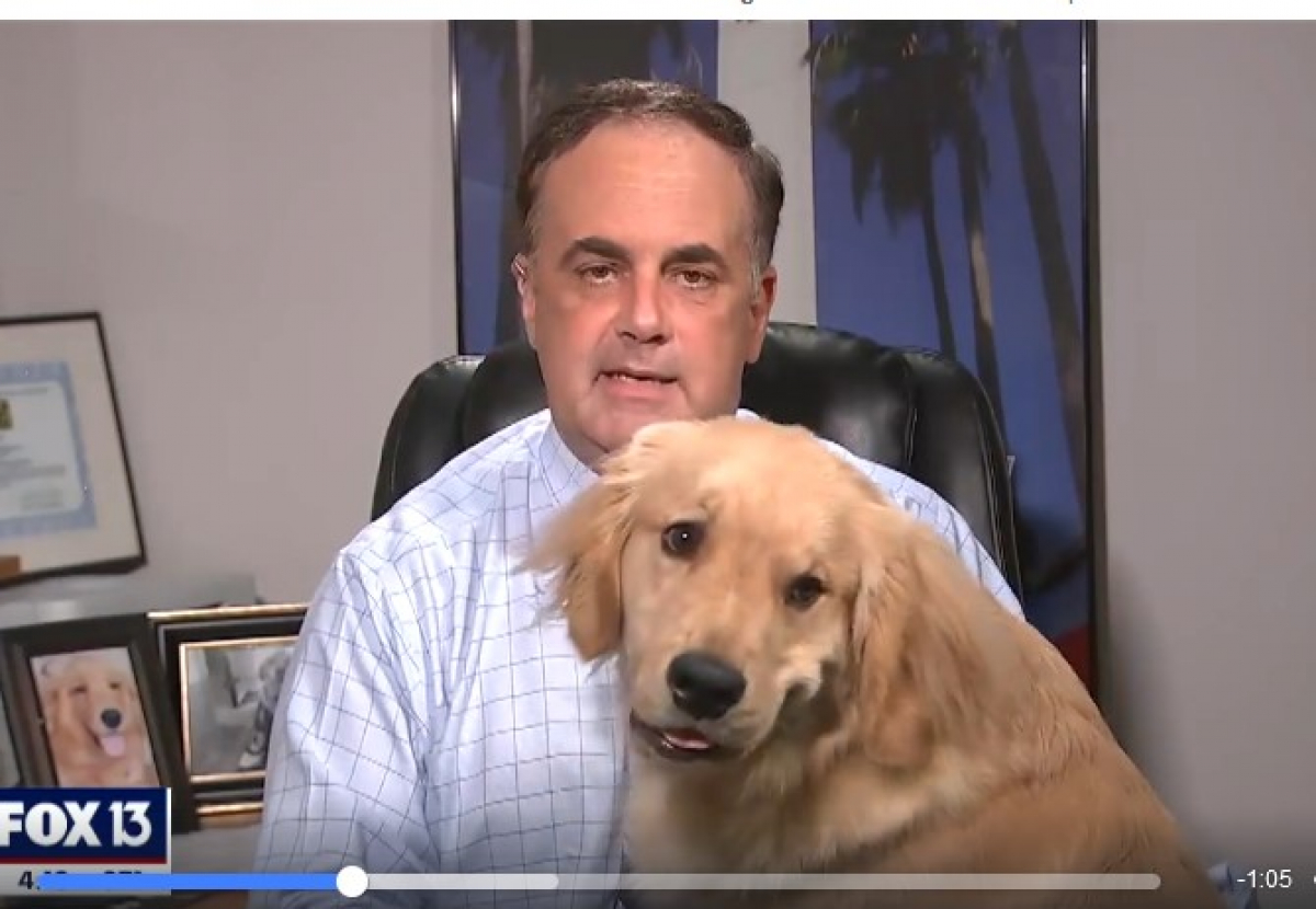 В США голодный пес курьезно сорвал телеведущему FOX 13 News прямой эфир, видео
