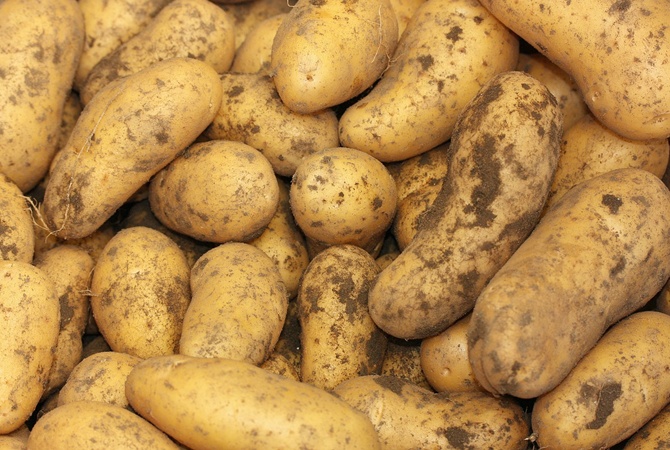 Разрыв шаблонов: Беларусь оказалась крупнейшим покупателем украинского картофеля