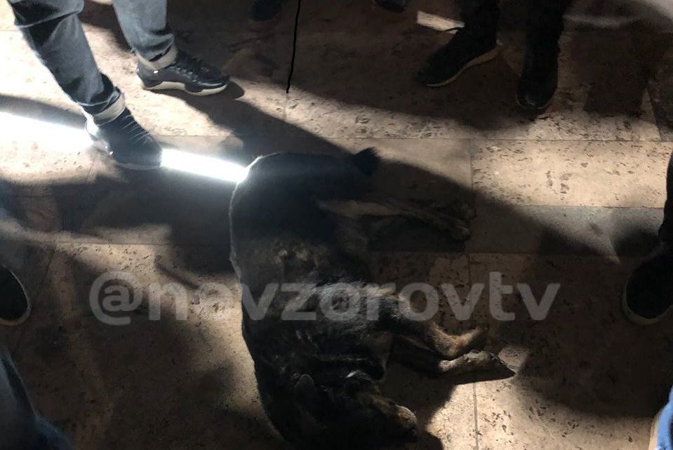 Появились кадры силового разгона протестов в Грузии: пострадали не только люди, но и собаки