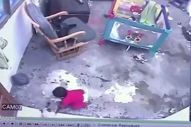 ​В Колумбии кошка спасла ребенка от гибели - видео взволновало весь мир