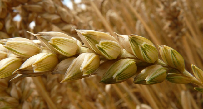 Украинское зерно получило "особые права" от Китая