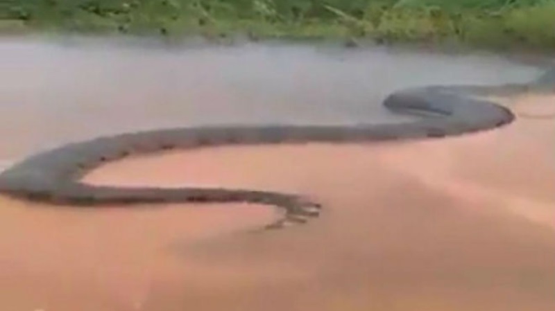 Гигантская 15-метровая анаконда в Бразилии заблокировала все русло реки, старожилы не видели ничего подобного - кадры