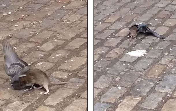 Жители Нью-Йорка стали свидетелями ужасного нападения крысы на голубя
