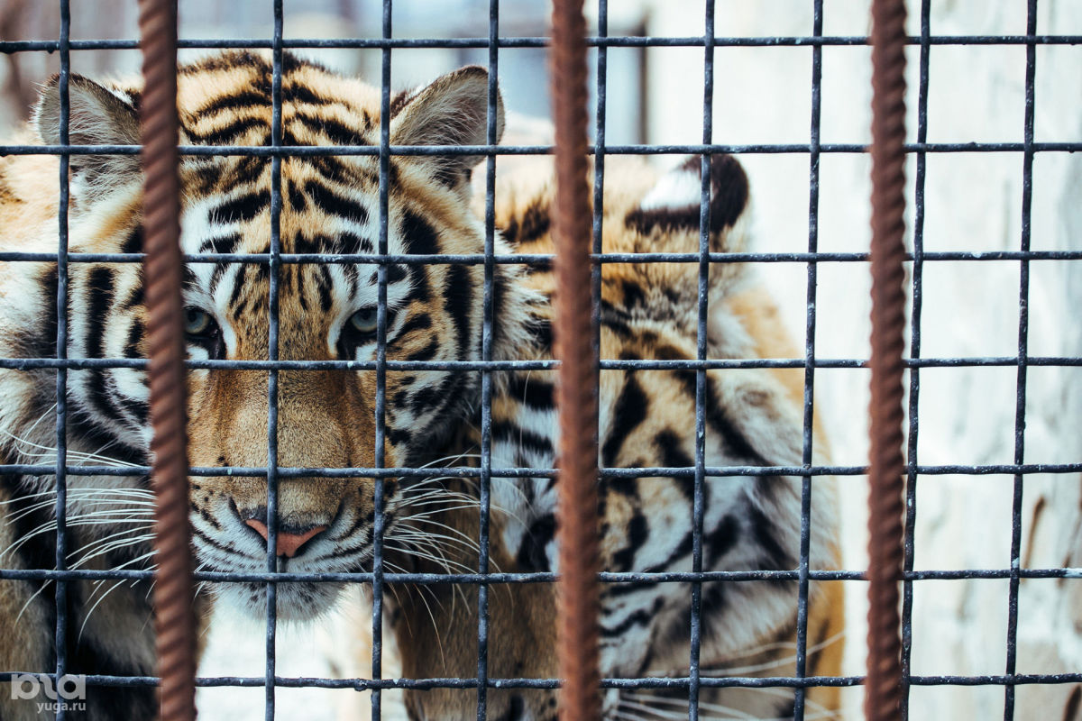 В Крыму родители дали годовалому ребенку мясо и отправили кормить тигра - ребенок в больнице