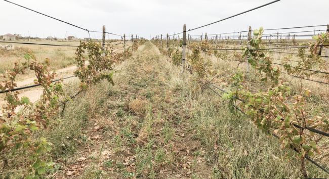 Все обожжено кислотами: адские выбросы химикатов в оккупированном Армянске погубили фермы и виноградники - кадры