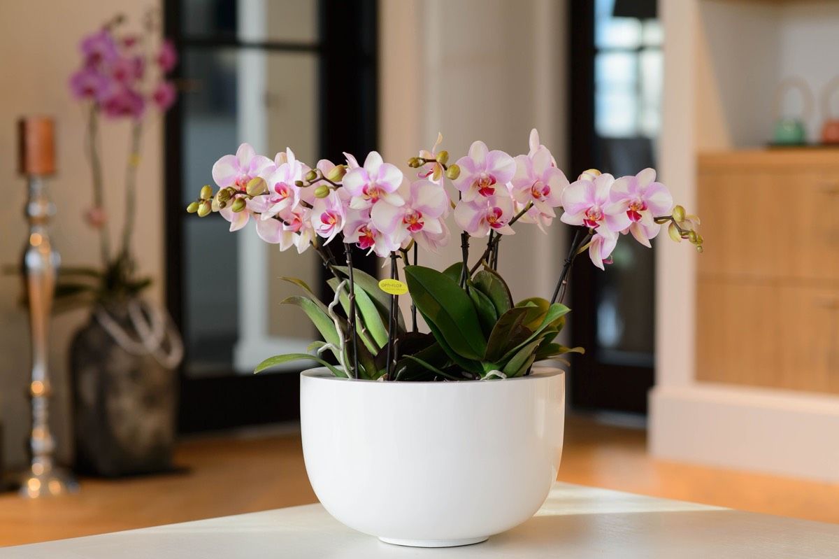 Секреты правильного ухода за орхидеей, которые продлят жизнь цветка