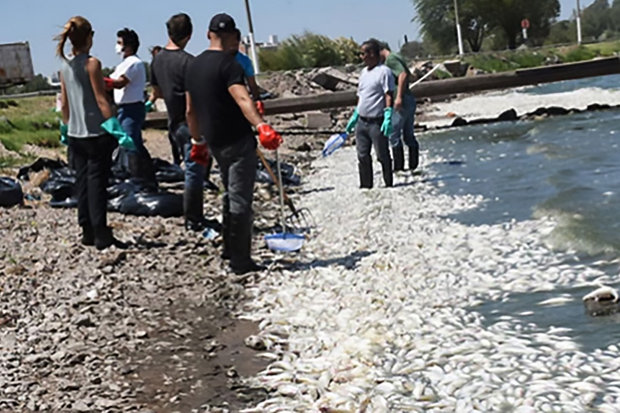 Пляжи Аргентины покрыты миллионами мертвых рыб: ученые объяснили, что могло произойти на самом деле – кадры