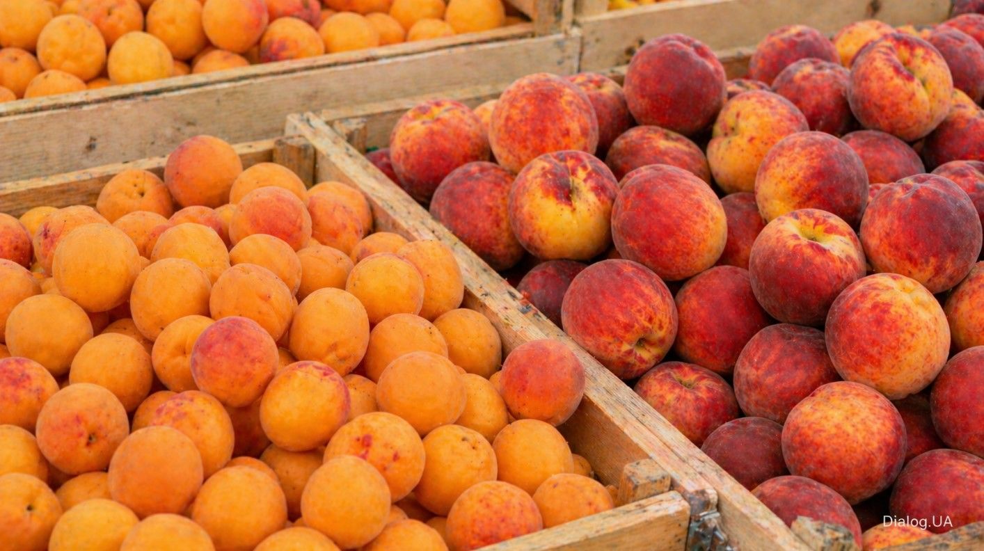 Весенние холода ударили по садам: как сильно могут подскочить цены на абрикосы и персики