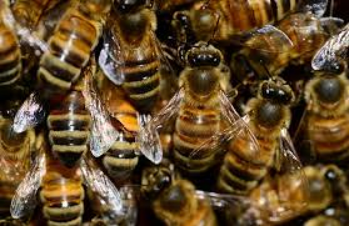 ​По всему миру массово гибнут пчелы: британские ученые выяснили причину