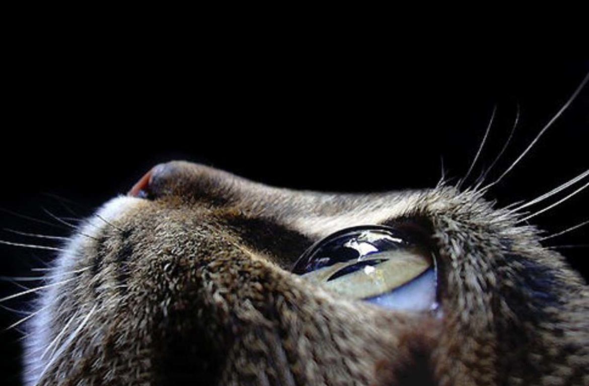 Видят ли коты призраков: ученые подробно рассказали о зрении котов