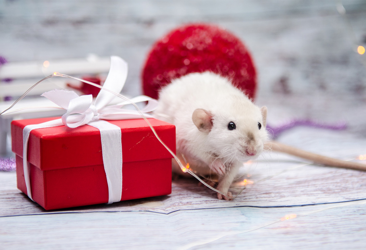 Что категорически нельзя дарить на Новый год Белой Крысы