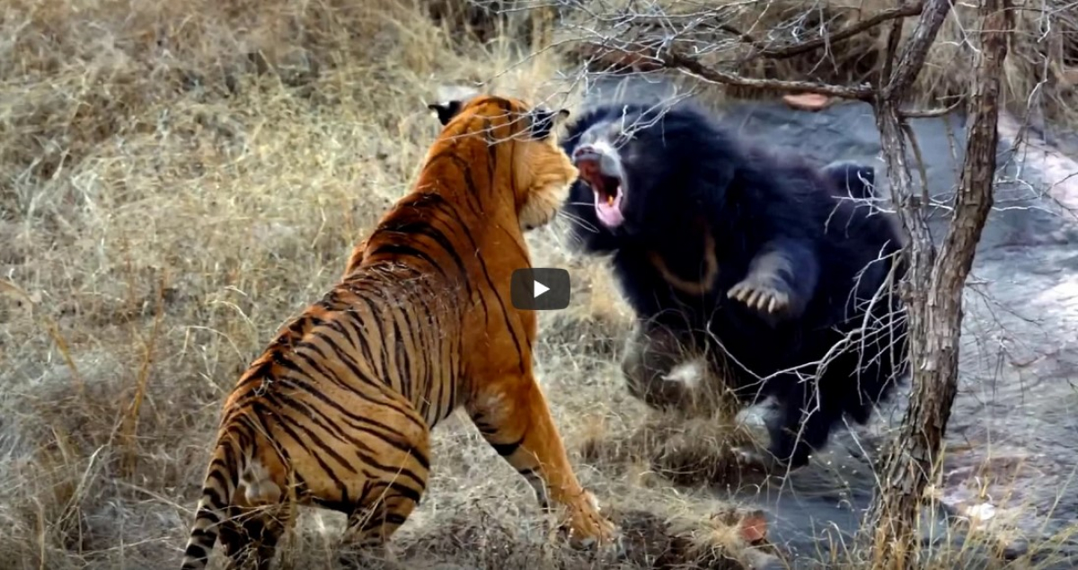 В Индии в объектив камеры попала схватка тигра и медведя-губача: стал известен победитель