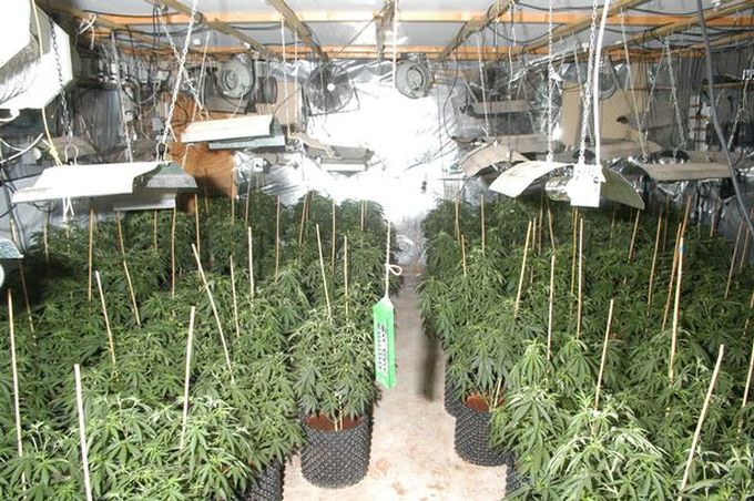 МВД: житель Чернигова в своем доме вырастил марихуаны на 500 тыс. гривен
