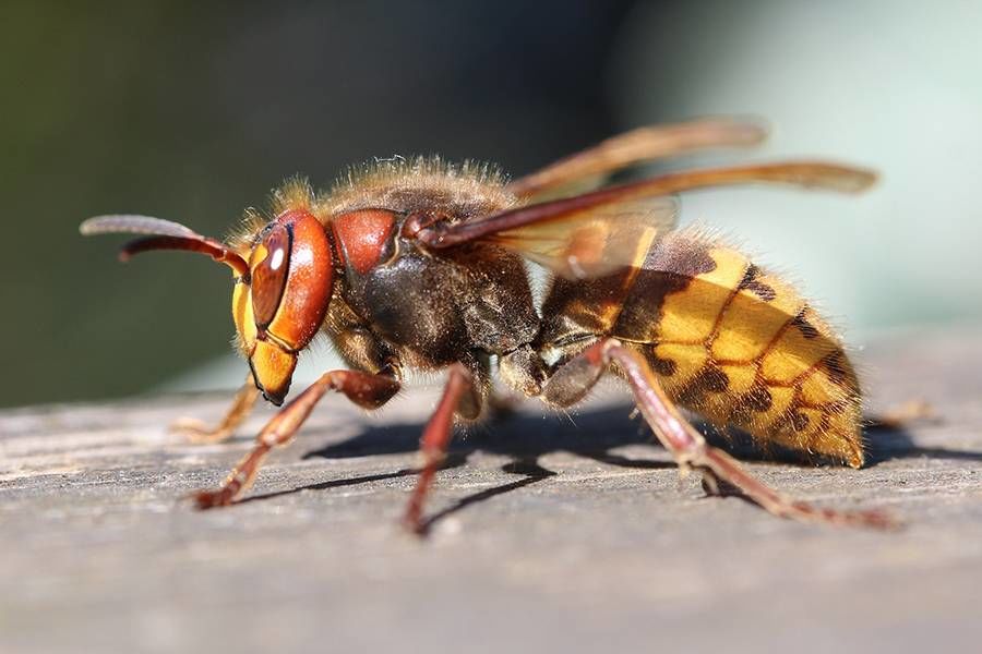 Из-за смертельных укусов шершней умерла жительница Буковины: что делать, если вас атаковали крупные осы
