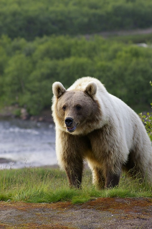 «Песня про зайцев» спасла туристов от медведя в лесу