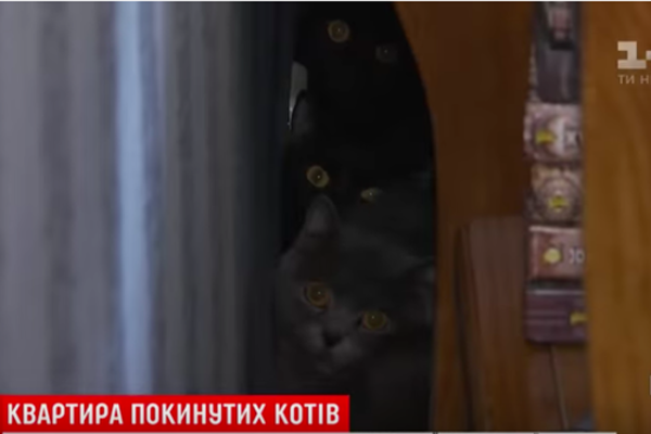 ​В Киеве "кошатница" оставила умирать 40 кошек и собаку в арендованной квартире