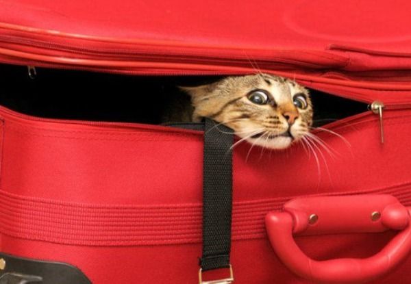 В киевском аэропорту пассажиры не смогли вовремя отправиться в Турцию из-за "лишнего кота" на борту самолета