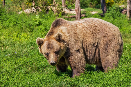 ​В Канаде охотник попытался отбиться от агрессивного медведя с помощью лука и стрел, - кадры