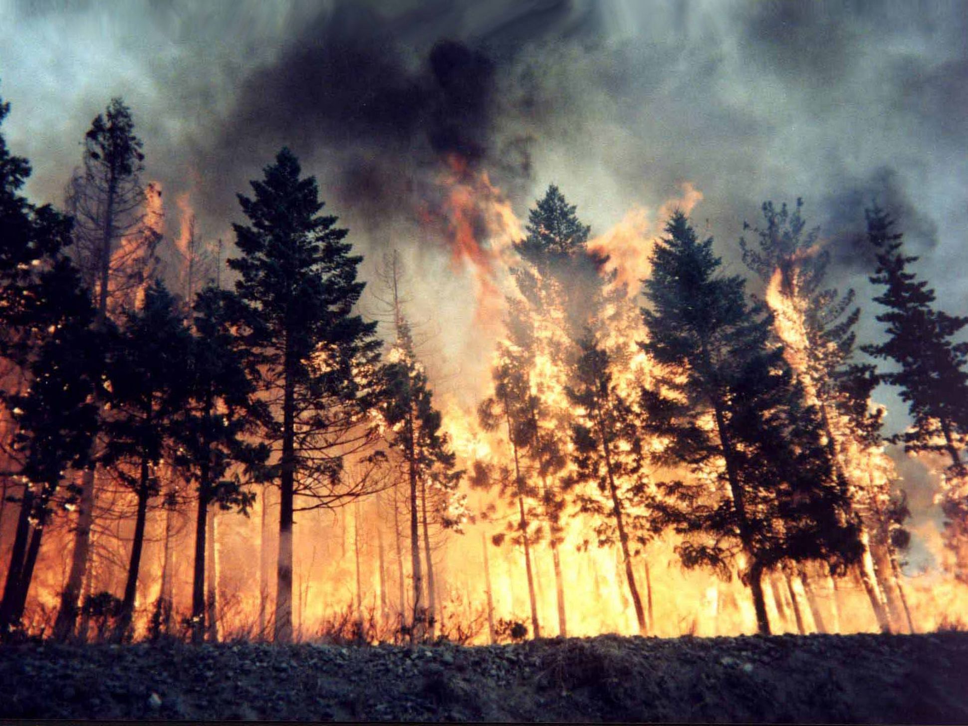 Bloomberg: Лесные пожары в Сибири приняли угрожающие масштабы: уже сгорела территория Австрии