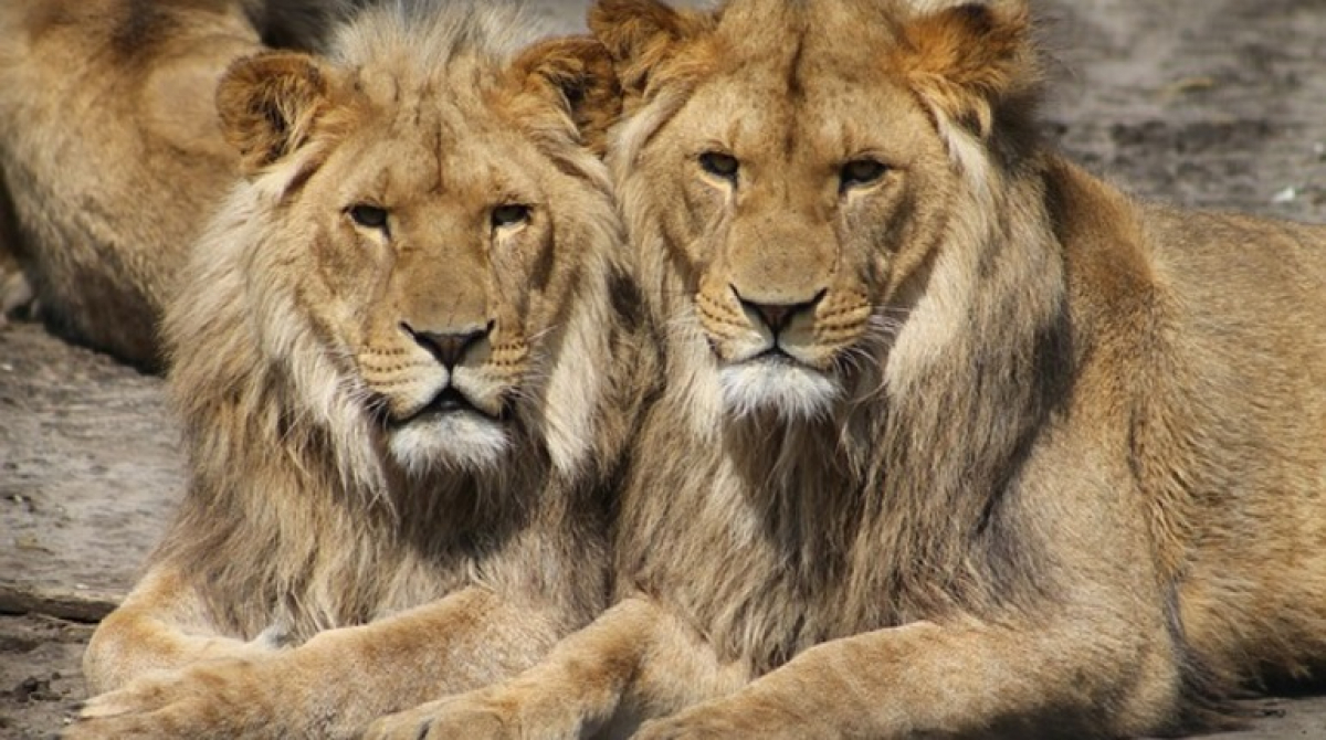 В Австралии львы напали на сотрудницу зоопарка: женщину нашли без сознания 