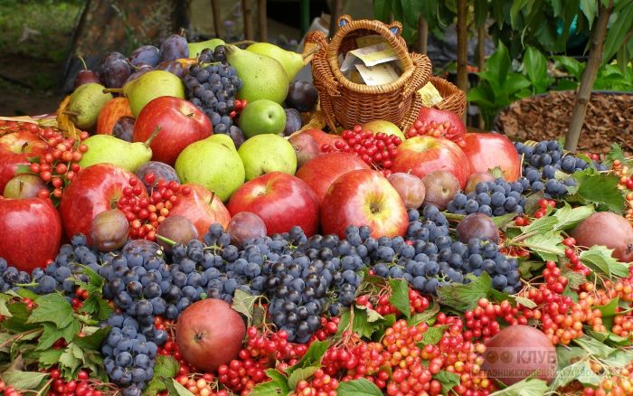 В Европе оценили качество фруктов и ягод от украинских аграриев