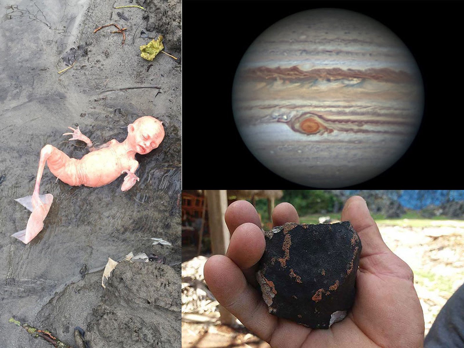 На побережье Азовского моря выбросило пришельца Юпитера, которого принес метеорит 