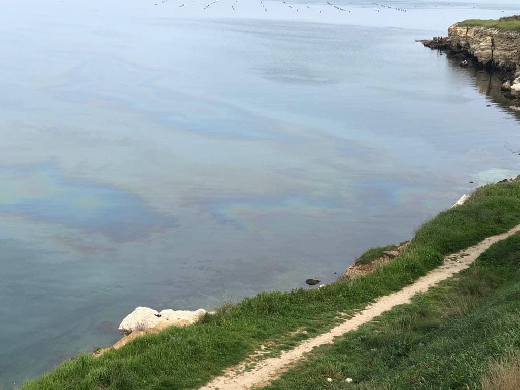 Экологическое ЧП в Крыму: гибнут рыбы, пчелы падают в воду – Россия опровергает