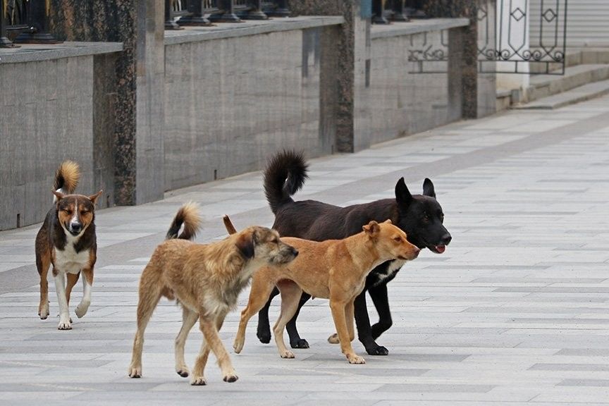 В России чиновники хотят использовать собак-камикадзе в Украине, сбрасывая их с самолетов