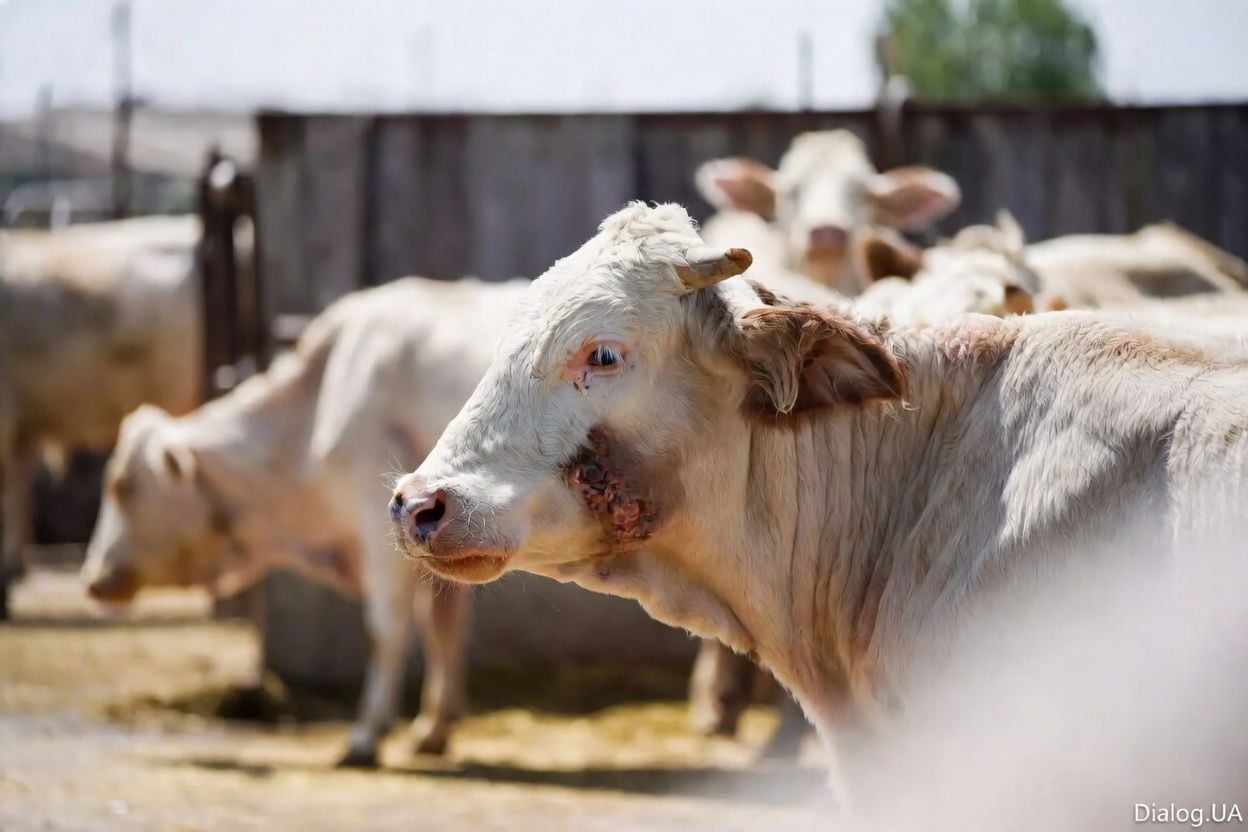 Вспышка ящура в России могла перекинуться на Китай – в КНР начат забой зараженного скота