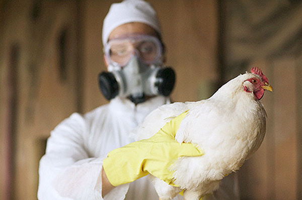 Зафиксированы первые случаи заболевания птичьим гриппом