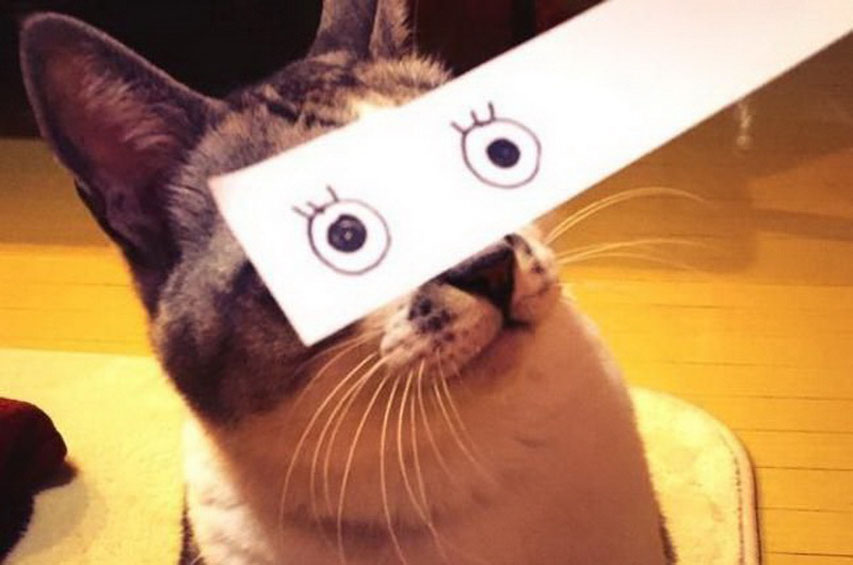 Японский интернет-тренд: коты с мультяшными глазами