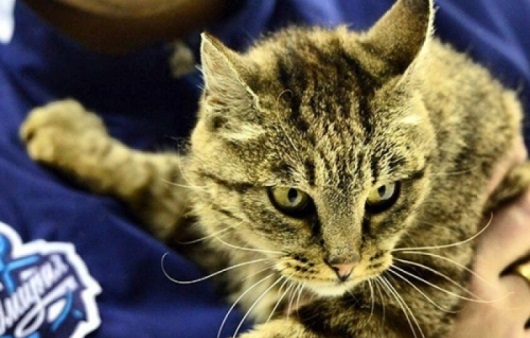 Во Владивостоке умерла знаменитая кошка Матроска, прославившаяся поеданием деликатесов в местном аэропорту