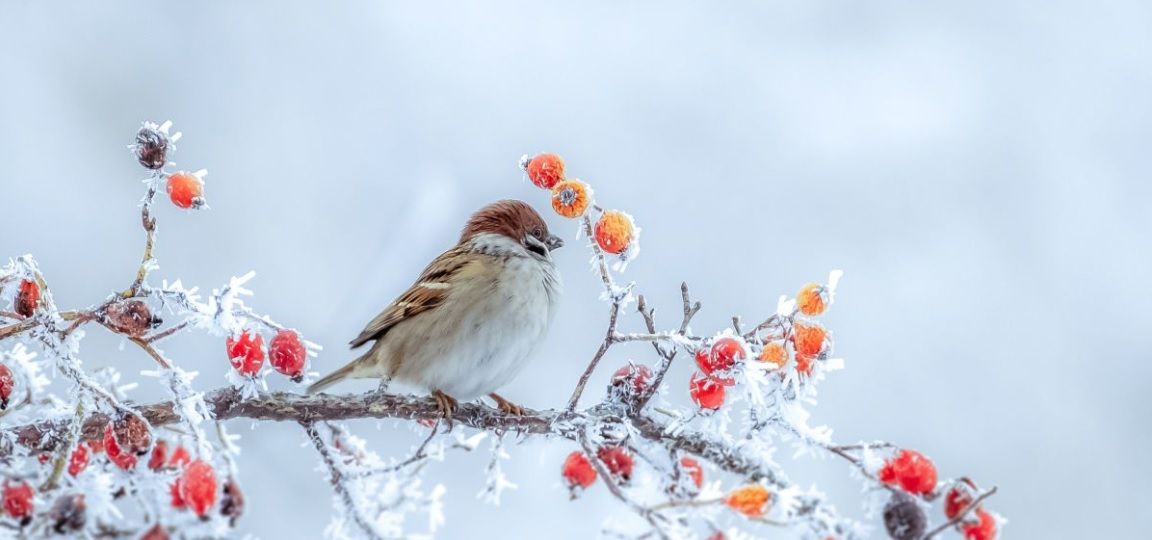 Сколько продлятся суровые морозы: где и когда в Украине будут плюсовые температуры – Укргидрометцентр