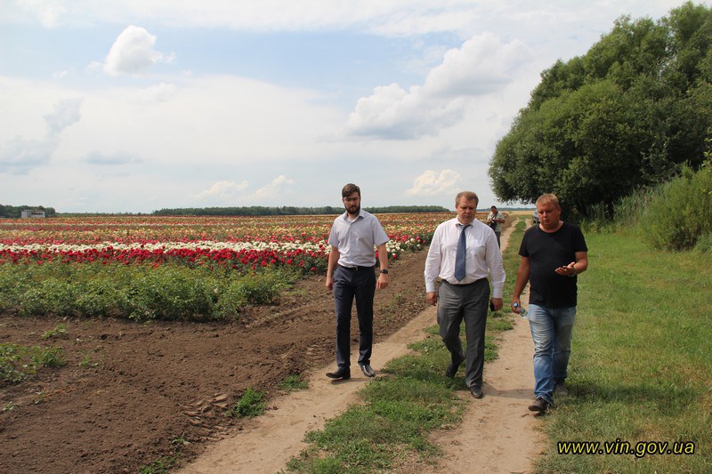 Неземная красота, которую стоит увидеть: в Винницкой области высаживают огромное поле голландских роз – кадры