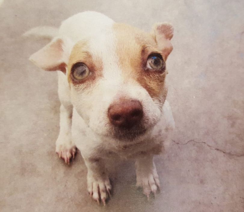 Полицейские из США спасли собаку, накачанную героином и метамфетамином. Теперь Bubbе ищут новых хозяев