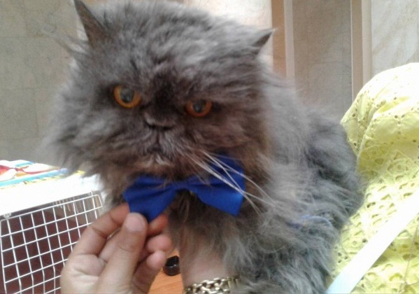 В Украине не стало самого старого кота: голубой перс Вениамин из Одессы скончался в возрасте 95 лет