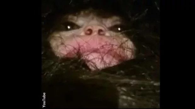 Видео, которое взорвало Сеть и вызвало острые споры: в Азербайджане поймали странное существо - полумаугли, полуобезьяну, – слабонервным лучше не смотреть