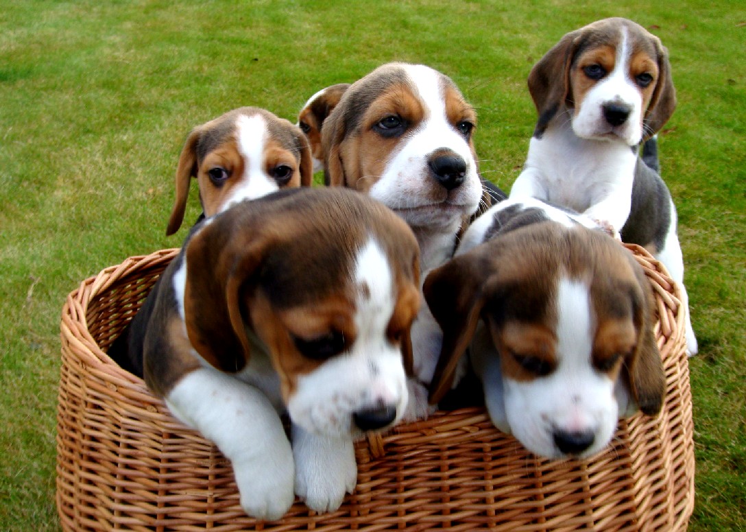 Первые в мире "собаки из пробирки" родились в США 