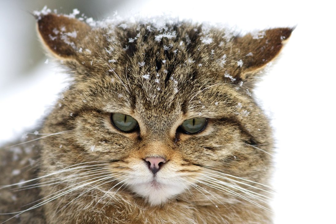 В Шотландии обнаружили лесного кота-гиганта – кадры