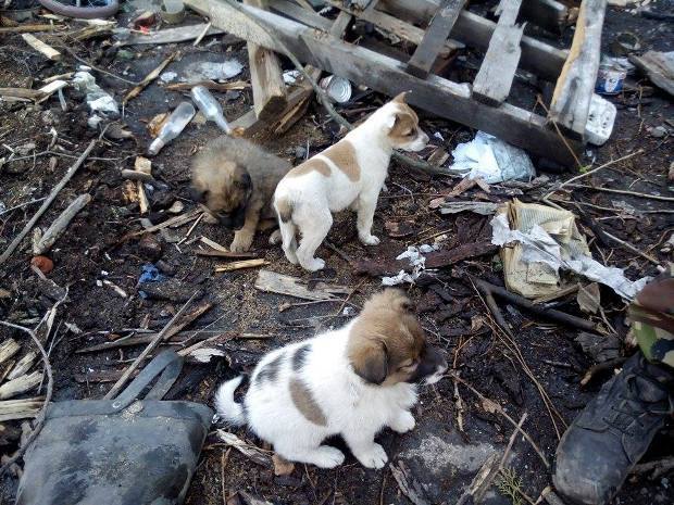 Украинские военнослужащие просят волонтеров забрать десять щенков из Песок