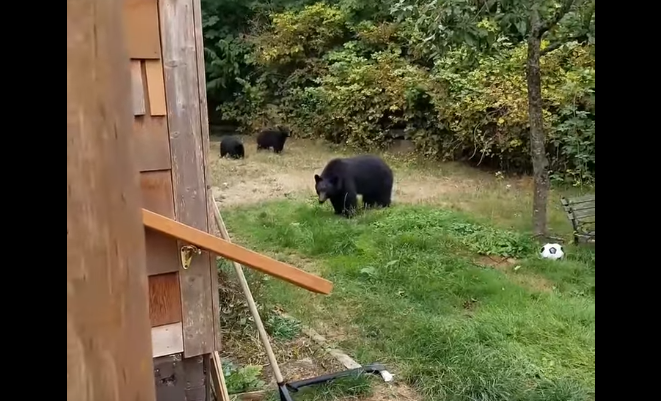 Дипломатия с животными: канадец "договорился" с дикими медведями покинуть его задний двор - кадры