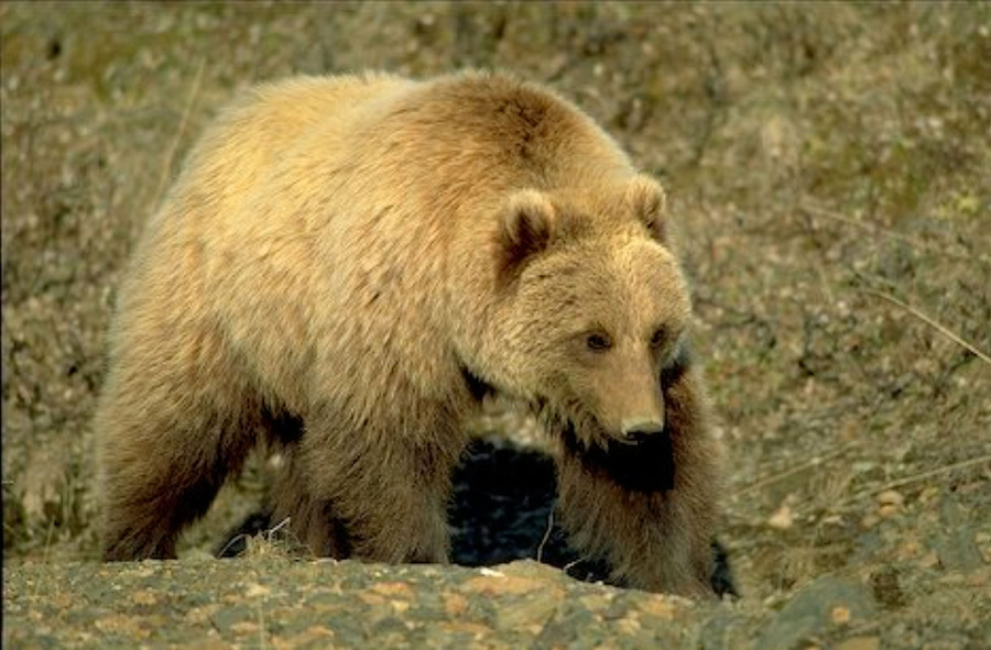 В Канаде медведь гризли напал на охотника