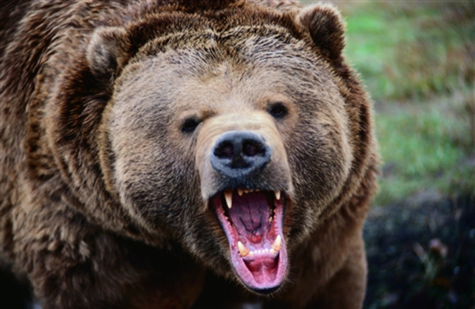 В Красноярском крае медведь едва не загрыз двух женщин и ребенка