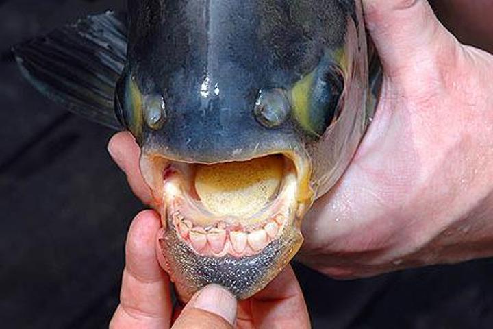 Существо с человеческими зубами выловили моряки из Индонезии – кадры