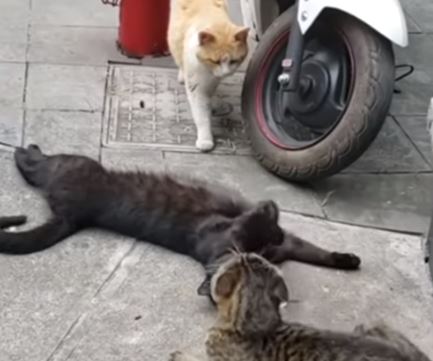 Кот "поймал" кошку с любовником: реакции животных ошеломила - видео стало настоящим хитом Сети