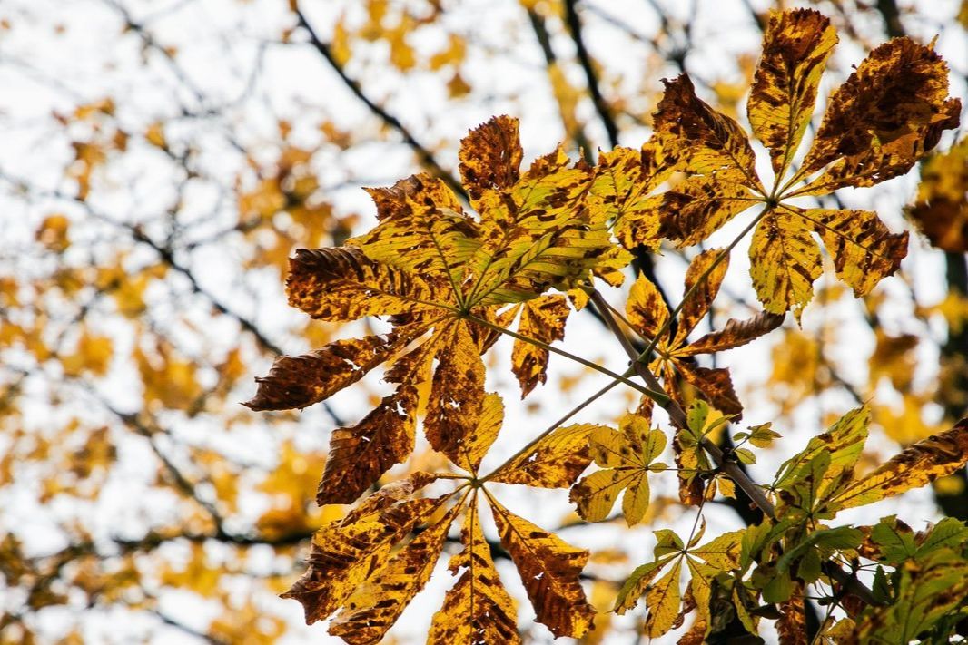 ​Между теплом и первыми морозами: какой климатический сценарий ждет Украину 15 и 16 ноября