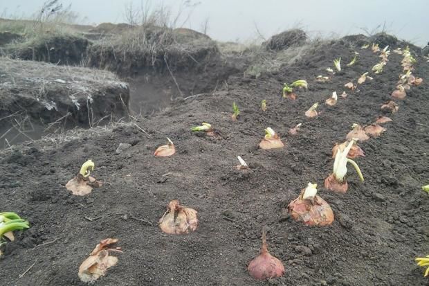 Бойцы АТО засадили окоп луком. Фото