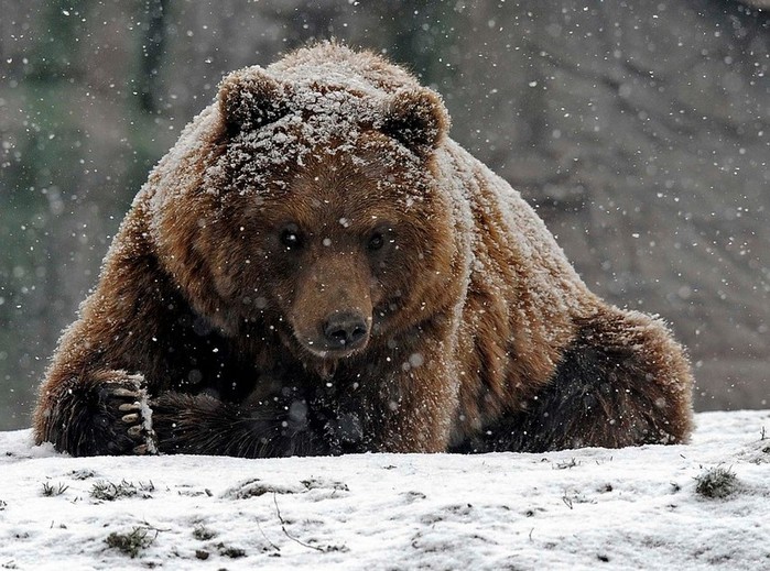 В Сети появилось видео жестокого убийства медведя в Якутии "ихтамнетами": пользователи Интернета проклинают россиян-вахтовиков