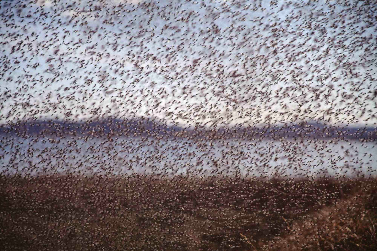 ​"Смерчи" из насекомых на Камчатке: россияне показали масштабы комариного "нашествия"
