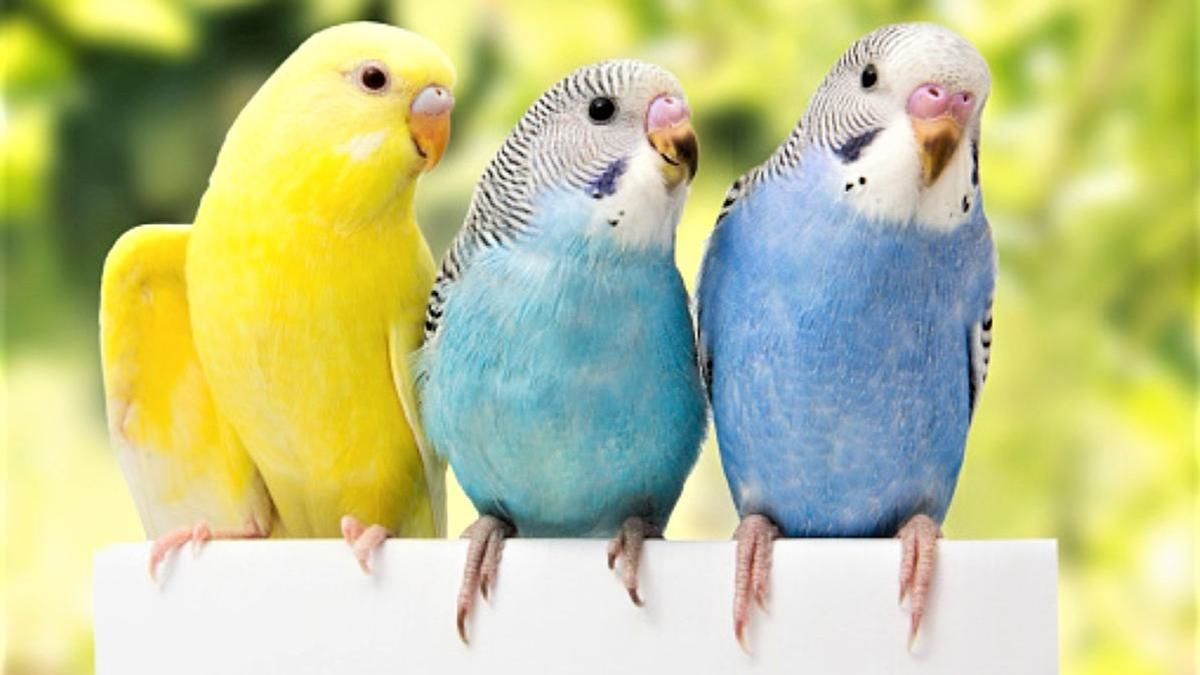 Сколько живут волнистые попугаи: как продлить жизнь пернатого друга